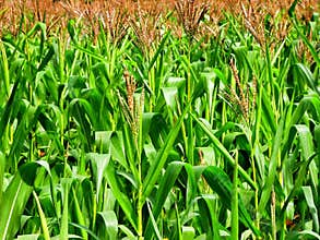 Corn Field