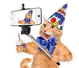 Birthday cat taking a selfie together with a smartphone.
