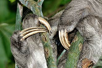 Claws of a three-toed sloth