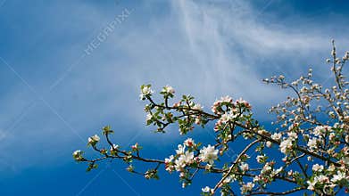 White blooming apple tree branch