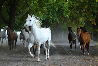 Herd of arabian horses on the village road