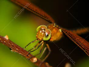 Dragonfly close up