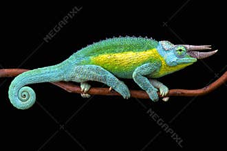 Jackson's chameleon (Trioceros jacksonii jacksonii)