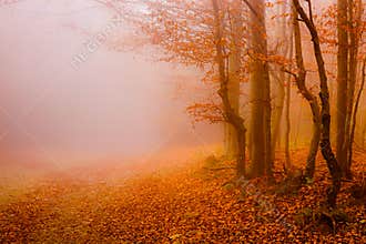 road through the autumn forest