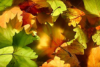 Leaves
