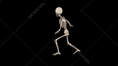 Funny Skeleton Hip Hop Dance