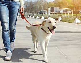 Owner and labrador retriever dog walking
