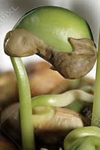 Growing bean