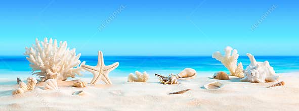 Landscape with seashells on tropical beach