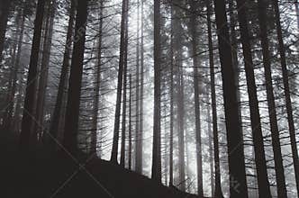 Pine tree forest with fog