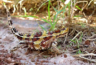 Thorny Devil, Outback, Australia