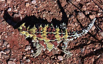 Thorny Devil, Outback, Australia