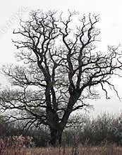 Oak Tree