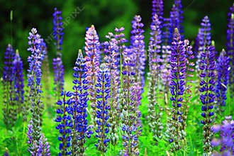 Wild Blue Lupine Flower Field