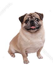Pug dog