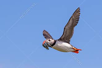 Atlantic puffin in flight