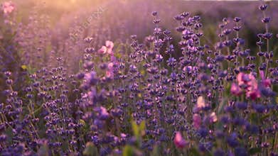 Branches of flowering lavender