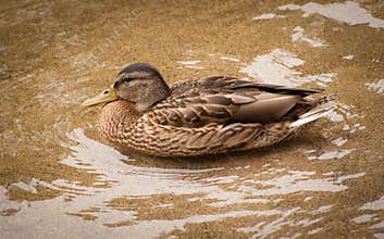 Female mallard duck