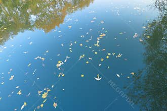 Leaf fall background - Stock Photos