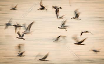 Abstract birds flight speed movement