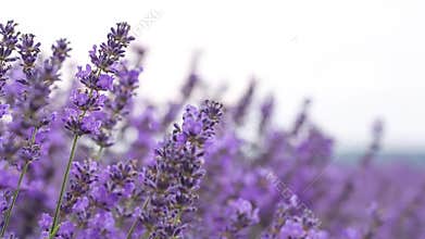 Lavender ina field