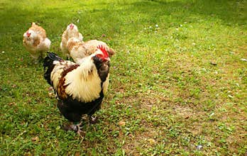 Cockrel Chickens hens organic farm