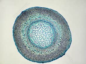 Fern root cross section