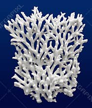 Acropora coral