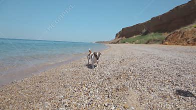 Boy playing with a dog on the beach, throwing