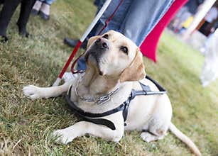 Golden retriever guide dog