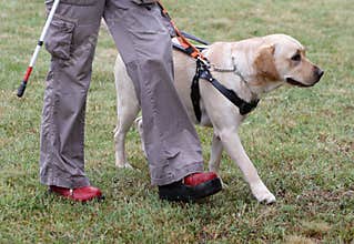 Blind person walking with her guide dog