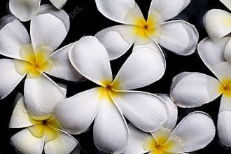 Frangipani flowers, Spa massage