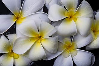 Frangipani flowers, Spa massage