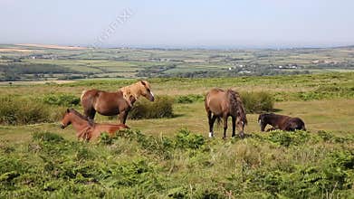 Wild ponies and welsh countryside The Gower peninsula South Wales UK on Cefn Bryn hill