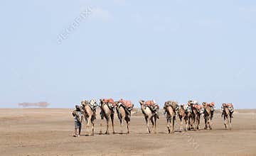 Ethiopian salt caravan