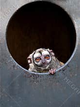 Owl monkey