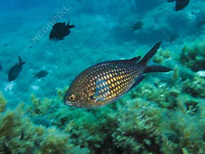 Chromis chromis Damselfish