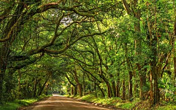 Botany Bay Edisto Island South Carolina Road Light And Shadow