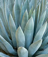 Agave plant
