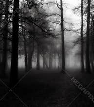 Trees in Morning Fog