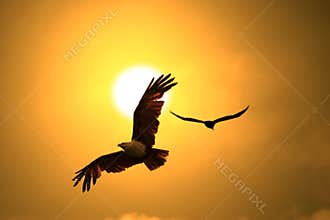 Eagle