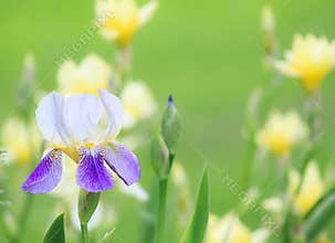 Purple Iris