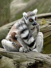 Ring Tailed Lemur