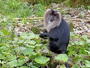 Lion tailed monkey