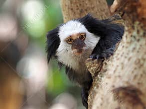 Callithrix geoffroyi