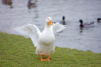 White duck with orange beak and feet having a stretch