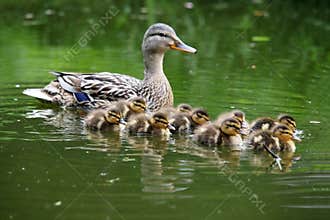 Mother duck with her ducklings