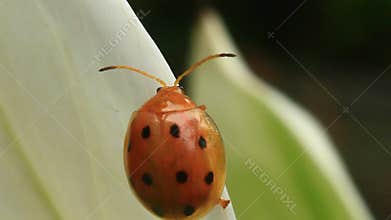 Ladybugs leaf and flower