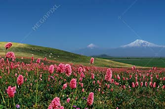Mountain Ararat.