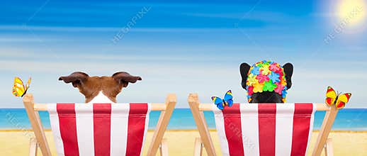 Dog beach chair in summer